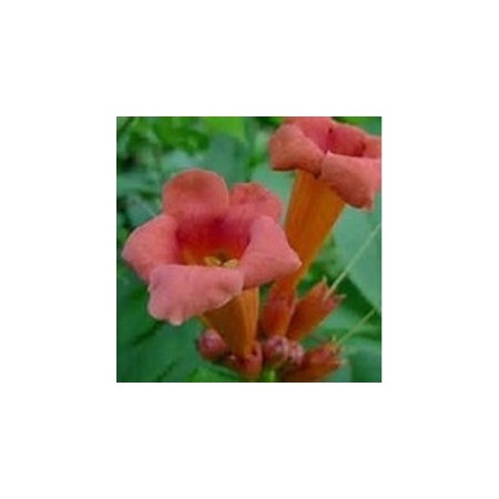 TRUMPET VINE - 1 well rooted plant