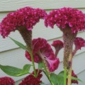 Cockscomb Reds 