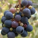 Wild California Grape Seeds - Vitis Californica