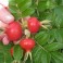 Rose Rugosa Seed - White