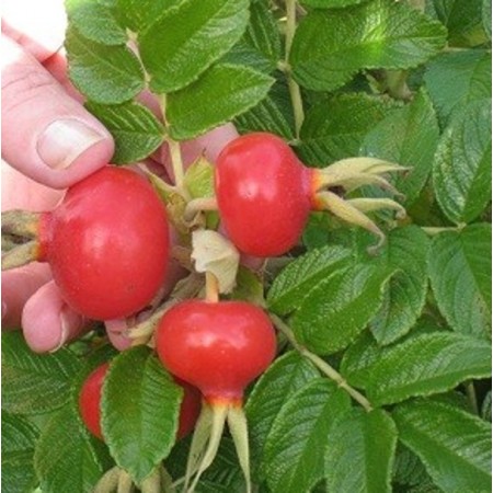 Rose Rugosa Seed - Deep pink