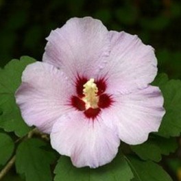 Rose of Sharon - Hibiscus Syriacus - Light Pink