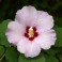 Rose of Sharon - Hibiscus Syriacus - mixed color