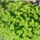 Lemon Balm Seeds - Melissa Officinalis