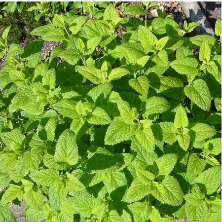 Lemon Balm Seeds - Melissa Officinalis