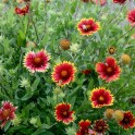 Gaillardia / Blanket Flower