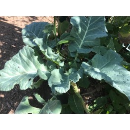 VP04X03. Yellow Cabbage Collard Plants - Perennial Vegetable 