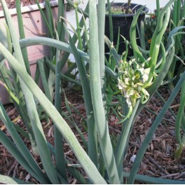 VP03X10. Egyptian Walking Onion Plant X 10 - Perennial Herb 