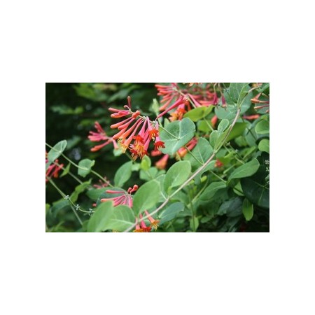 HONEYSUCKLE VINE, DROPMORE SCARLET