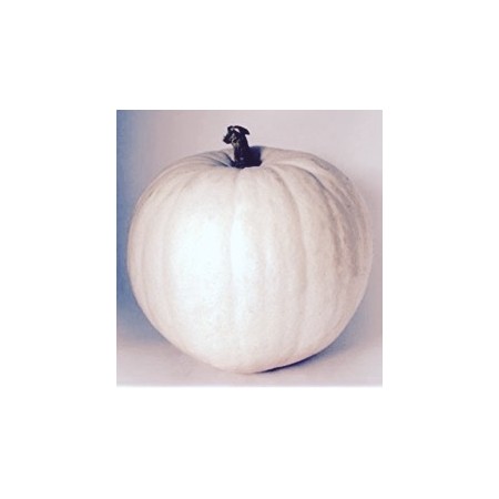 PUMPKIN LARGE CASPER