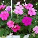Impatiens