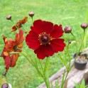 Mahogany Midget Coreopsis