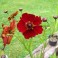 Mahogany Midget Coreopsis