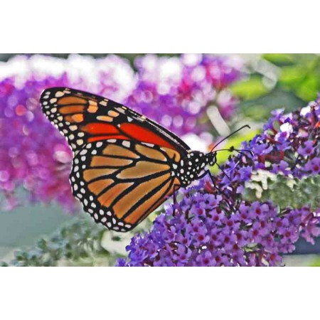 Butterfly Bush -Buddleia 