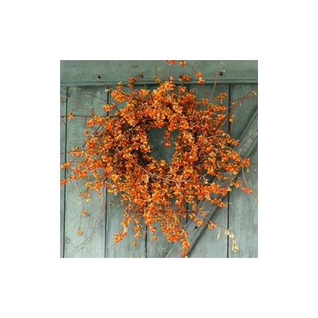 'Bittersweet Vine'