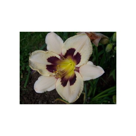 2Bareroot Daylily fans - RASPBERRY CANDY