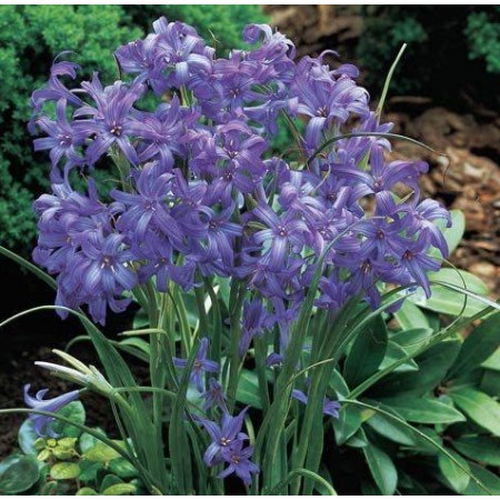 Lavender Mountain Lily