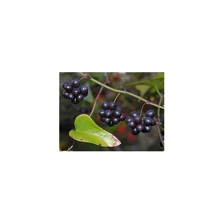 Greenbrier Vine