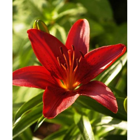 Asiatic Lily