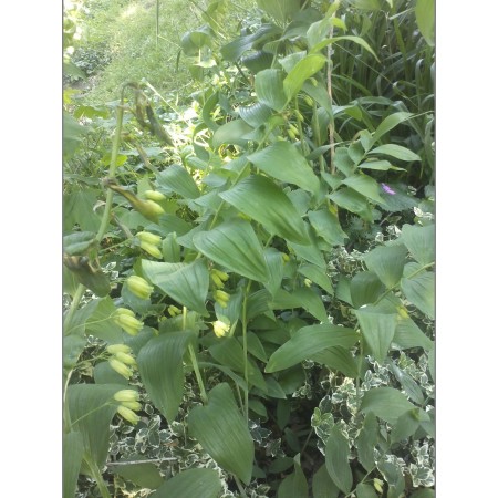 Solomon's Seal or Polygonatum 