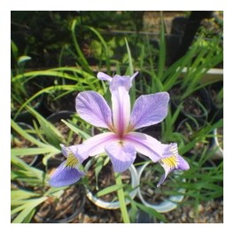 IRIS, LIGHT PURPLE