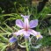 IRIS, LIGHT PURPLE