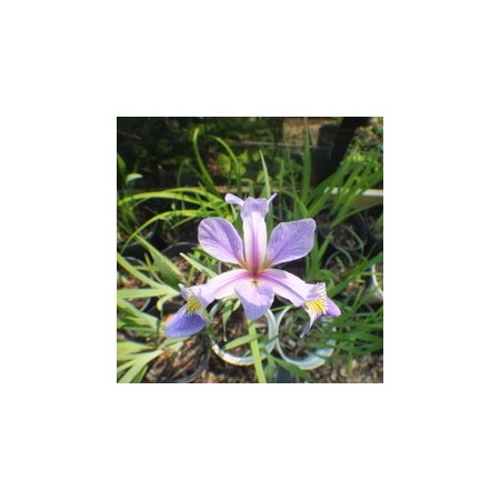 IRIS, LIGHT PURPLE