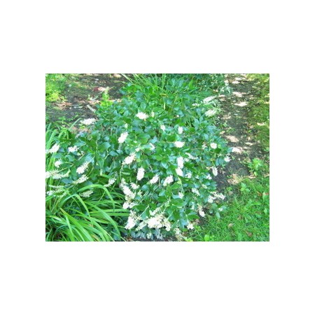 HUMMINGBIRD SUMMERSWEET (CLETHRA)