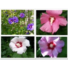 Rose of sharon - Hibiscus Mix