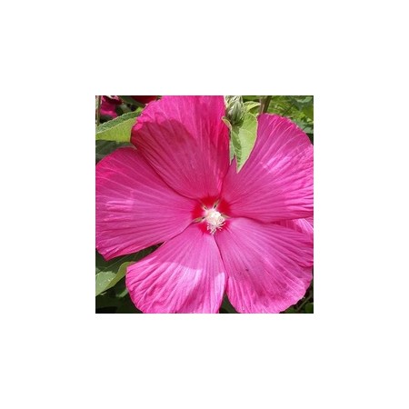 SOUTHERN BELL HIBISCUS