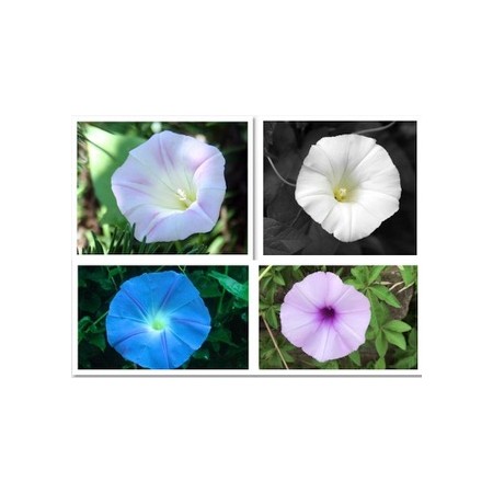 MORNING GLORY MIX