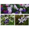 Petunia Mix