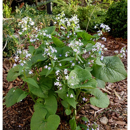 Brunnera