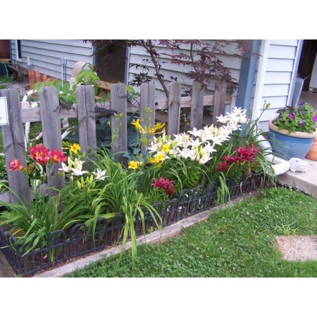ASIATIC LILY MIX