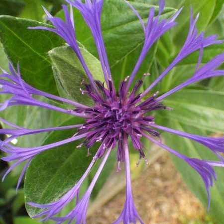 CENTAUREA (PERENNIAL) MONTANA AND AMETHYST SNOW