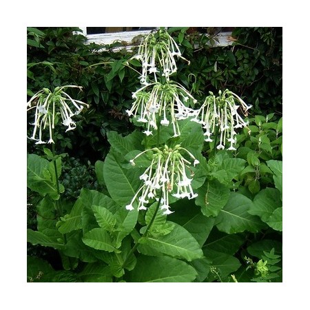  NICOTIANA SYLVESTRUS