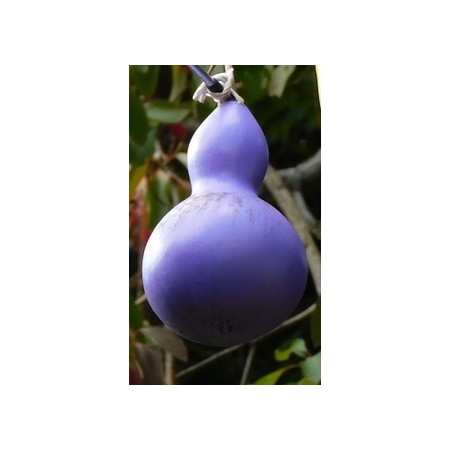BIRDHOUSE GOURD