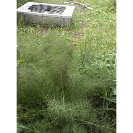 Fennel