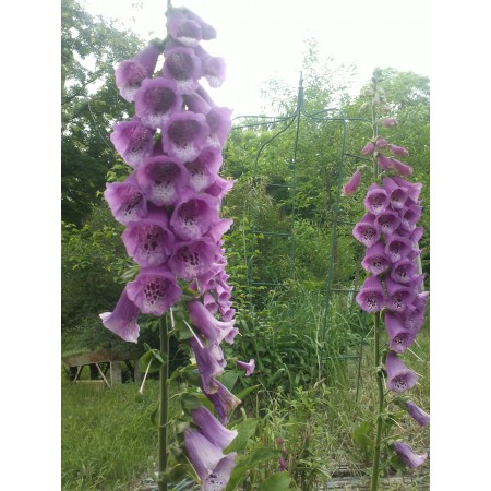 Foxglove Purple