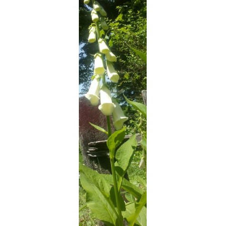Foxglove Yellow