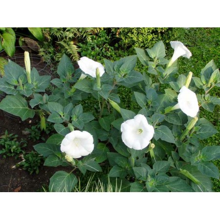 Moon Flower