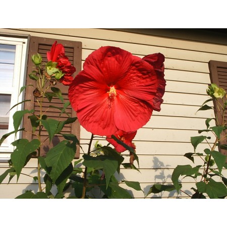 Hibiscus Dinnerplate 25 Seeds