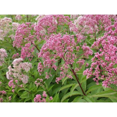 Joe pye weed 'Gateway"