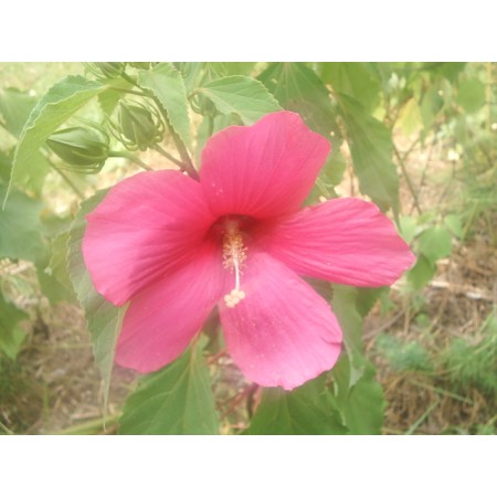Hibiscus 'Southern Belle' 25 Seeds