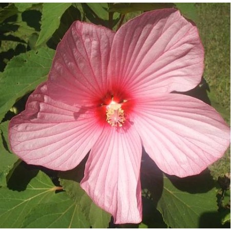 Hibiscus Mix