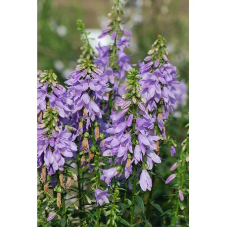 Fairyybells Adenophora confusa