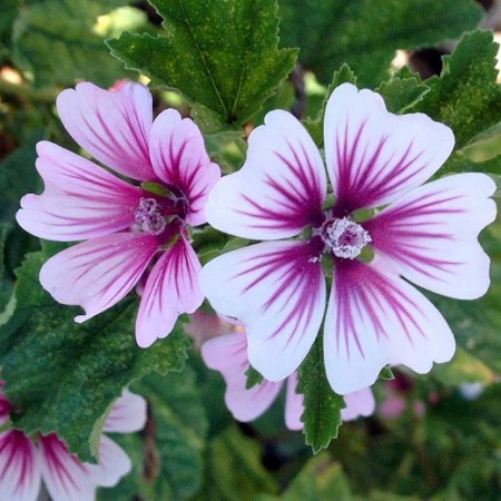 Malva sylvestris 'Zebrina' Mallow