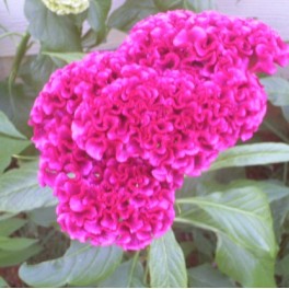 Cockscomb Hot Pink