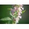 Catnip