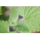 Catnip